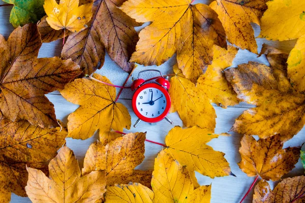 Reloj en hojas de arce de otoño —  Fotos de Stock