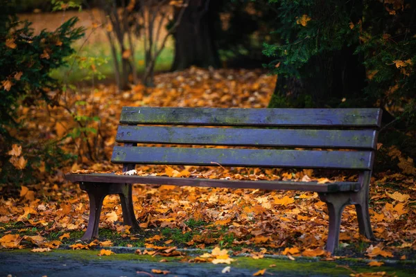 Gammal bänk i parken — Stockfoto