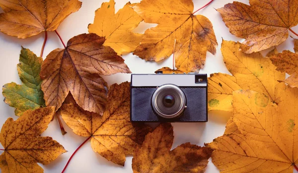 Câmera com folhas de bordo de outono — Fotografia de Stock