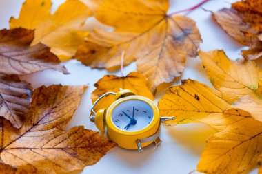 Bitime sonbahar akçaağaç yaprakları