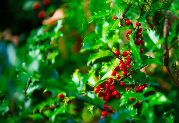 Röd holly gren — Stockfoto