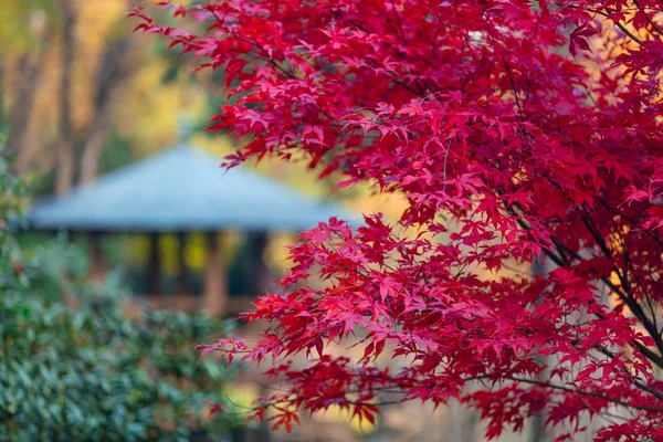 Клен у старому японському саду — стокове фото