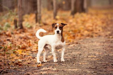 Genç Jack Russell Terrier 