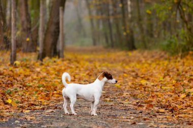 Genç Jack Russell Terrier 