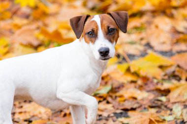 Genç Jack Russell Terrier 