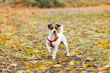Genç Jack Russell Terrier 