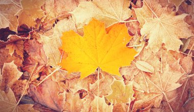 Sarı akçaağaç yaprağı 