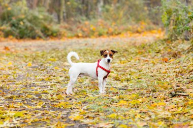 Genç Jack Russell Terrier 
