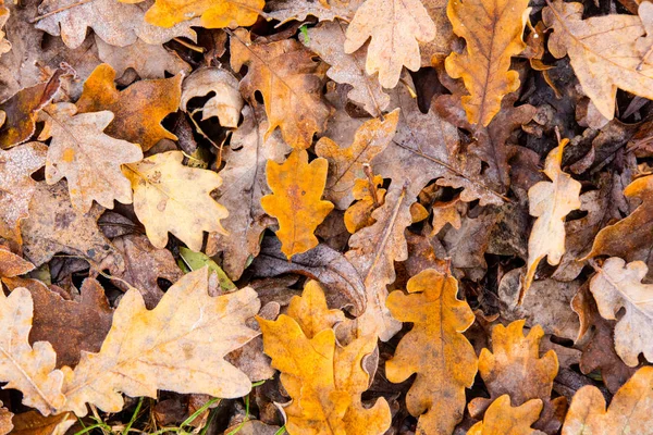 Yellow maple leaf — Stock Photo, Image