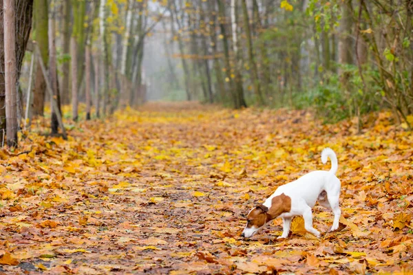 Young Jack Russell Terrier — Stock Photo, Image