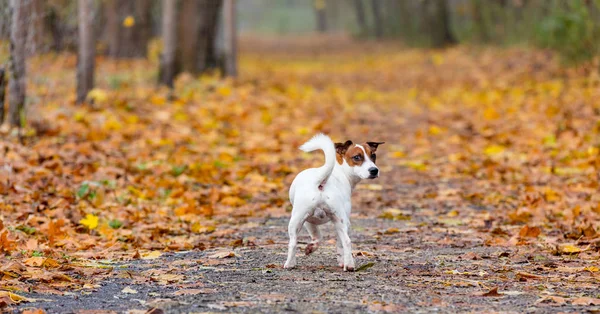 Joven Jack Russell Terrier — Foto de Stock