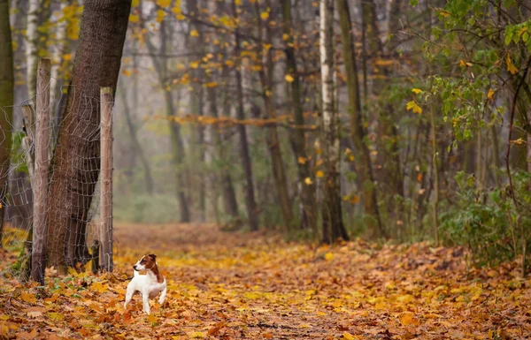 Le jeune Jack Russell Terrier — Photo