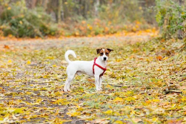 Junger Jack Russell Terrier — Stockfoto