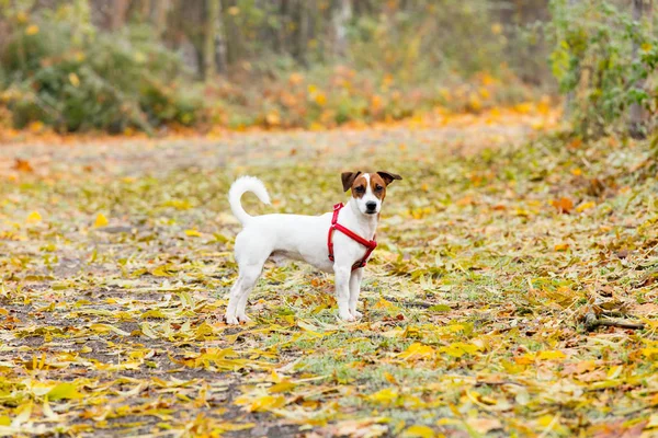 年轻的杰克罗素梗犬 — 图库照片