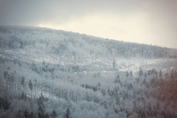 Mystery hó erdő — Stock Fotó
