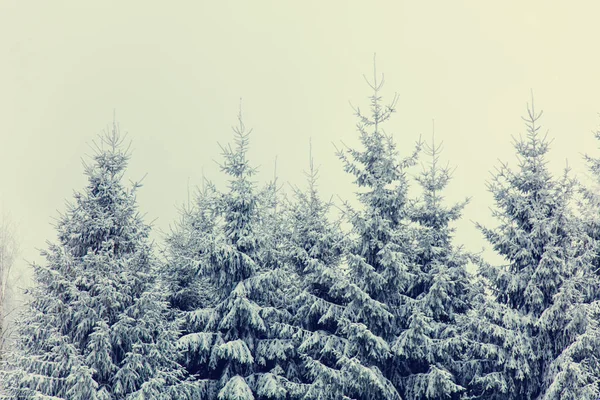 Mistério floresta de neve — Fotografia de Stock