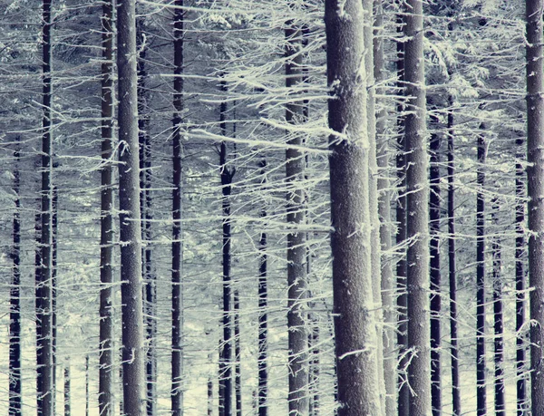 미스 테리 눈 숲 — 스톡 사진