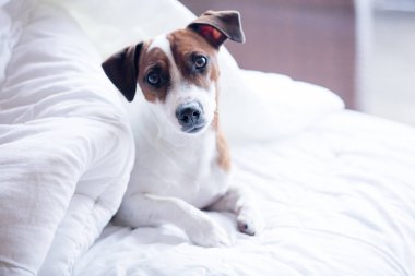 Genç bir portresi jack russell terrier bir yatakta 