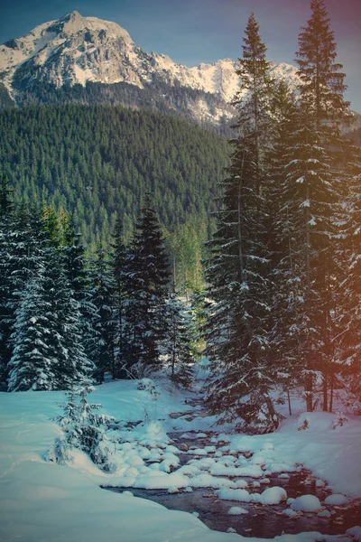 Blick auf den Winter Kiefernwald in den Bergen — Stockfoto