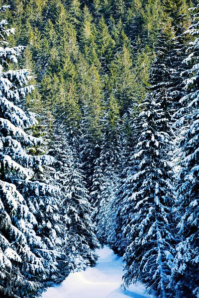 Vista al bosque de pinos de invierno en la montaña —  Fotos de Stock