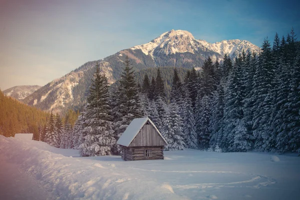 Vue à la maison solitaire dans la forêt — Photo