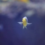 Onder water weergave op zee vissen