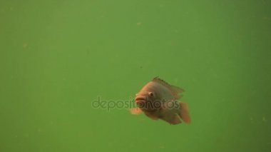 Deniz balıkları üzerinde su Görünüm'ün altında