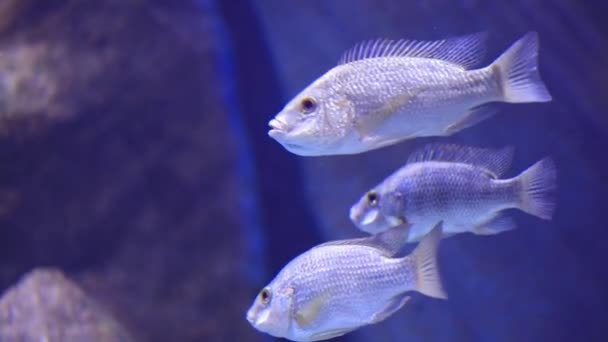 Under water view on sea fishes — Stock Video