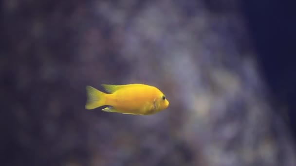 Bajo el agua vista sobre los peces de mar — Vídeo de stock