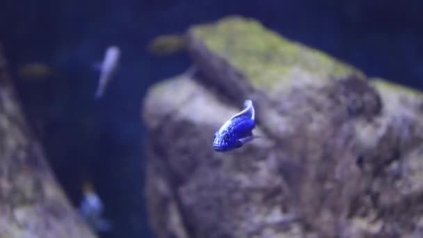 Bajo el agua vista sobre los peces de mar — Vídeo de stock