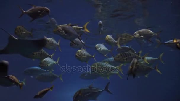 Vista sottomarina sui pesci di mare — Video Stock