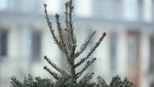 Pine tree branch in snow winter time — Stock Video