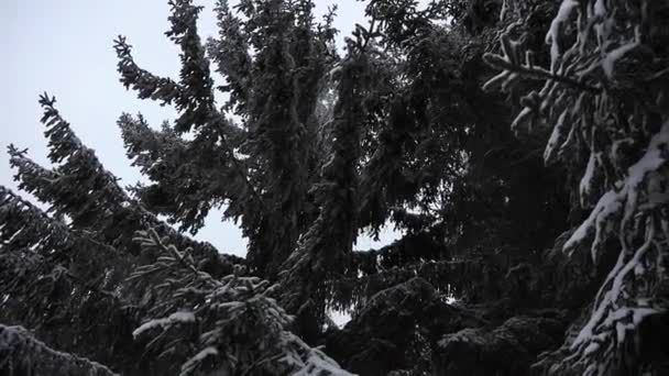Pine tree branch in snow winter time — Stock Video