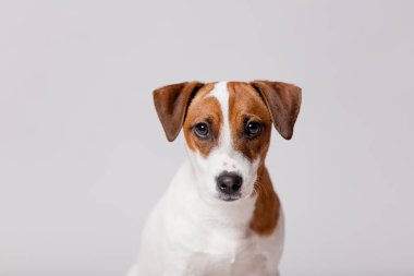 şirin jack russel terrier