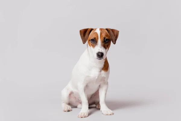 Carino jack russel terrier — Foto Stock