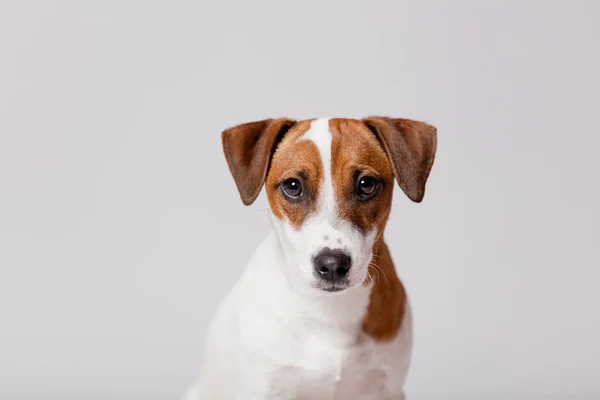 Leuke jack russel Terriër — Stockfoto