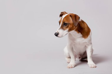 şirin jack russel terrier