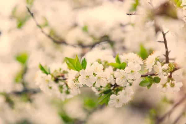 Tree with wonderful small flowers — Stock Photo, Image