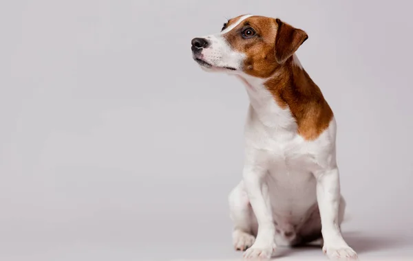 Carino jack russel terrier — Foto Stock