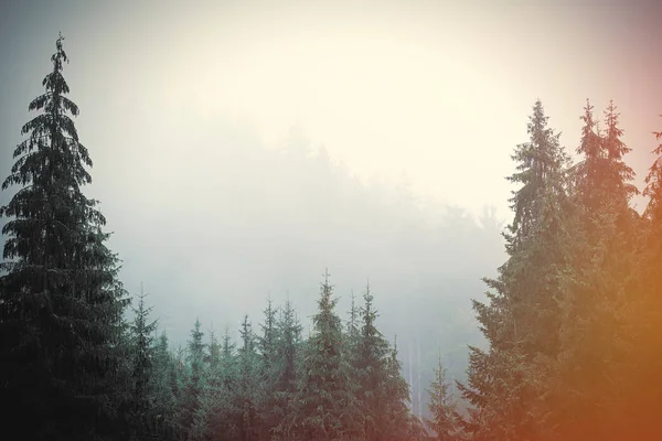 Beautiful fur tree forest — Stock Photo, Image