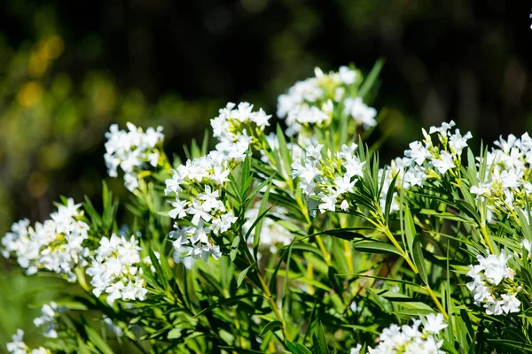 Buisson de fleurs blanches — Photo