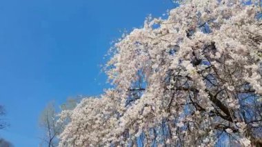 Myrtaceae ağacı çiçeği Park