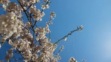 Myrtaceae ağacı çiçeği Park