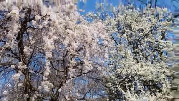 Myrtaceae δέντρο λουλούδια στο πάρκο — Αρχείο Βίντεο