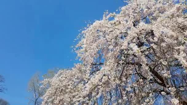在公园里的桃金娘科树开花 — 图库视频影像