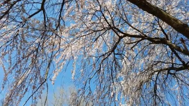 在公园里的桃金娘科树开花 — 图库视频影像