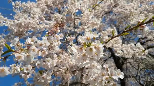 Миртасовые деревья цветут в парке — стоковое видео