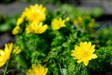 güzel sarı çiçek açan Adonis Vernalis çiçekler ile fotoğrafı 
