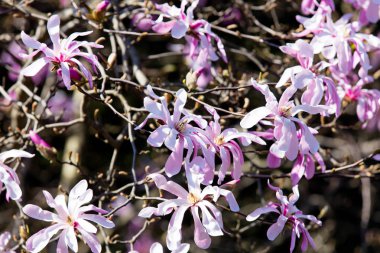 Bahar zaman çiçeği Manolya Soulangeana ağaç bahçe 