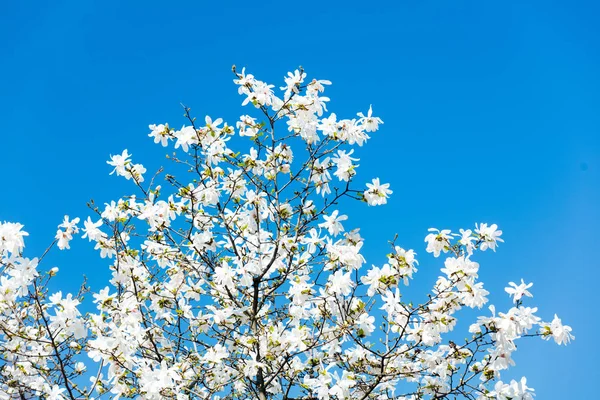 Photo of beautiful blooming Myrtaseae  tree — Stock Photo, Image